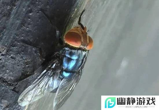 本站