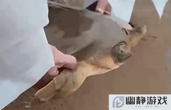本站