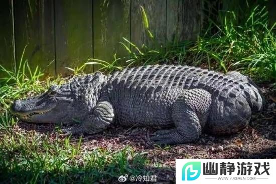 本站